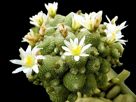 Blossfeldia CYATHIFORMIS или Блоссфельдия Бокаловидная