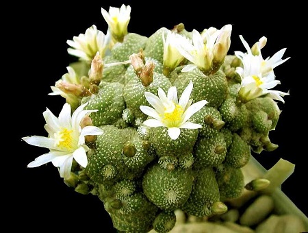 Blossfeldia CYATHIFORMIS или Блоссфельдия Бокаловидная 