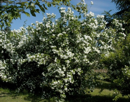 Philadelphus CORONARIUS или Садовый Жасмин