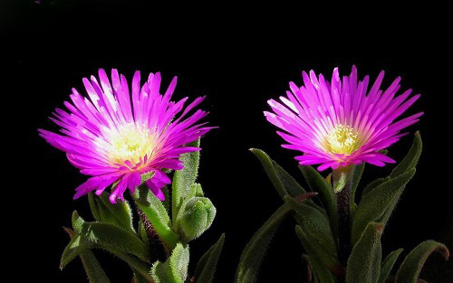 Delosperma ASHTONII или Делосперма Эштона