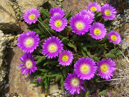 Delosperma ASHTONII или Делосперма Эштона 