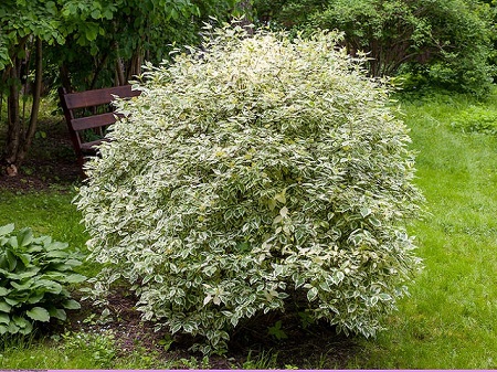 Cornus ALBA или Дерен Белый 