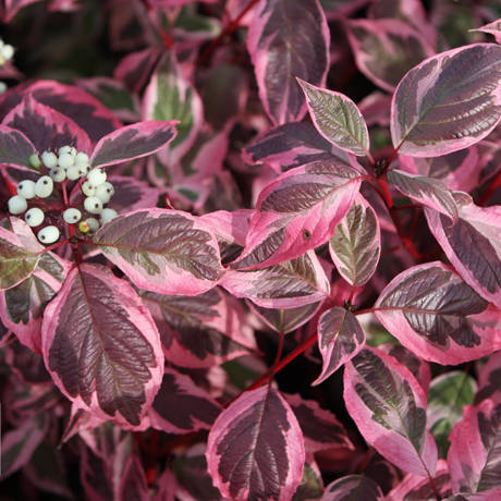 Cornus ALBA или Дерен Белый
