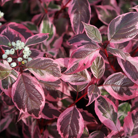 Cornus ALBA или Дерен Белый 