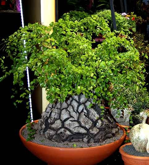 Dioscorea ELEPHANTIPES или Диоскорея Слоновая