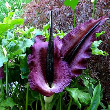 Dracunculus VULGARIS или Дракункулюс Обыкновенный