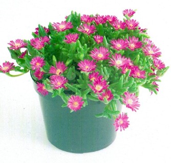 Drosanthemum FLORIBUNDUM или Дрозантемум Многоцветковый