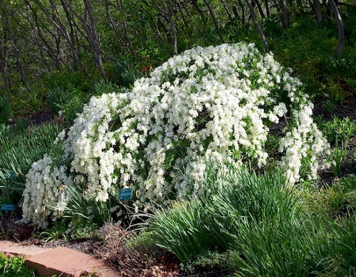 Exochorda MACRANTHA или Экзохорта Крупноцветковая