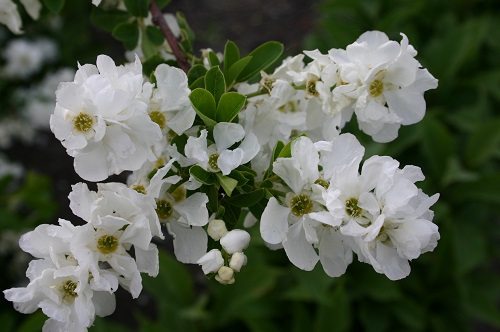 Exochorda MACRANTHA или Экзохорта Крупноцветковая