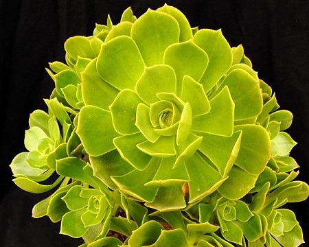 Aeonium BALSAMIFERUM или Эониум Бальзамический