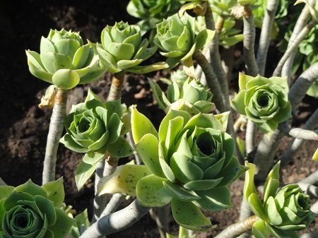 Aeonium BALSAMIFERUM или Эониум Бальзамический