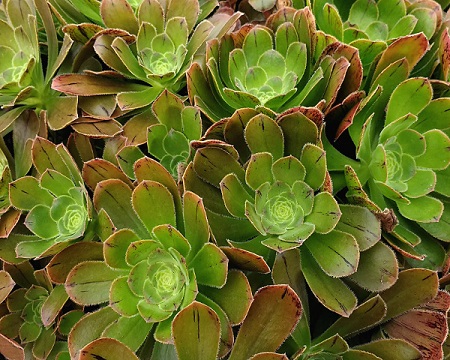 Aeonium HOLOCHRYSUM или Эониум Бессмертный