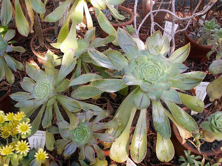 Aeonium HOLOCHRYSUM или Эониум Бессмертный