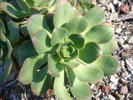 Aeonium DAVIDBRAMWELLII или Эониум Девида Брамвеля