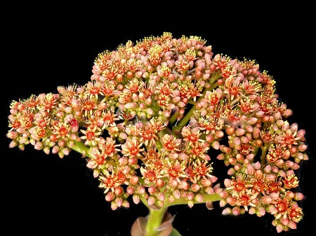 Aeonium DAVIDBRAMWELLII или Эониум Девида Брамвеля