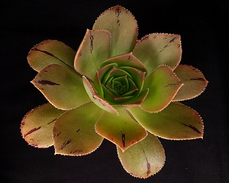 Aeonium CALDERENSE или Эониум Калдеренс