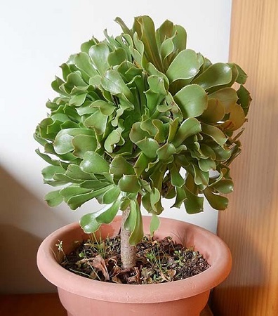 Aeonium CANARIENSE или Эониум КАНАРСКИЙ