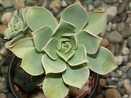 Aeonium LANCEROTTENSE или Эониум Ланцерротский