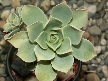 Aeonium LANCEROTTENSE или Эониум Ланцерротский 