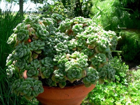 Aeonium LINDLEYI или Эониум Линдлея