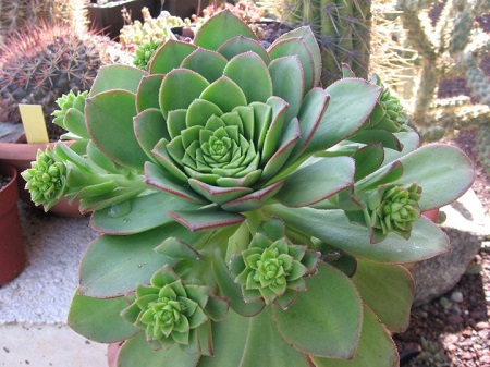 Aeonium CILIATUM или Эониум РЕСНИТЧАТЫЙ