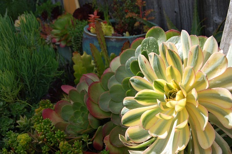 Aeonium SUNBURST или Эониум Солнечные Лучи