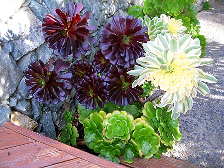 Aeonium SUNBURST или Эониум Солнечные Лучи