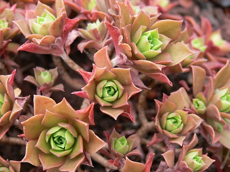 Aeonium DECORUM или Эониум Украшенный