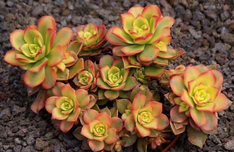 Aeonium DECORUM или Эониум Украшенный