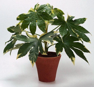 Fatsia JAPONICA или Фатсия Японская