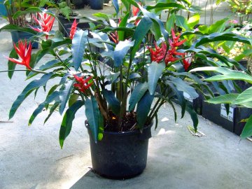 Heliconia ANGUSTA или Геликония Узкая