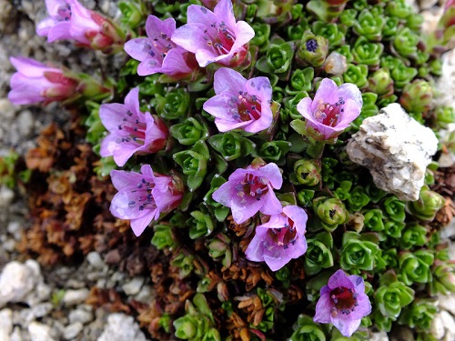 Saxifraga ARENDSII или Камнеломка АРЕНДСА