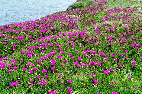 Carpobrotus EDULIS или Карпобротус Съедобный