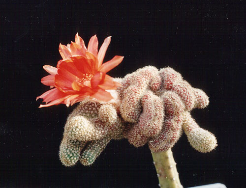 Chamaecereus f. CRISTATA или Хамецерус Гребенчатый