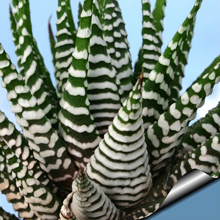 Haworthia Attenuata cv. WIDE ZEBRA или Хавортия Оттянутая