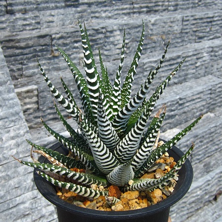 Haworthia Attenuata cv. WIDE ZEBRA или Хавортия Оттянутая