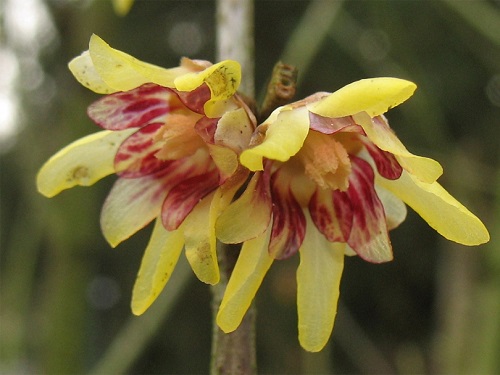 Chimonanthus PRAECOX или Химонант Скороспелый