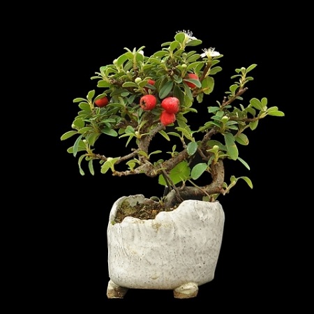 Cotoneaster HORIZONTALIS или Кизильник Горизонтальный