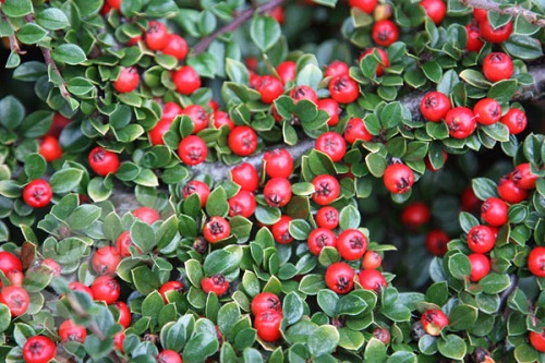 Cotoneaster HORIZONTALIS или Кизильник Горизонтальный