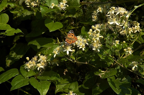 Clematis VITALBA или Клематис Виноградолистный