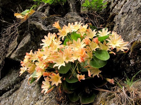 Lewisia TWEEDYI или Левизия Твида