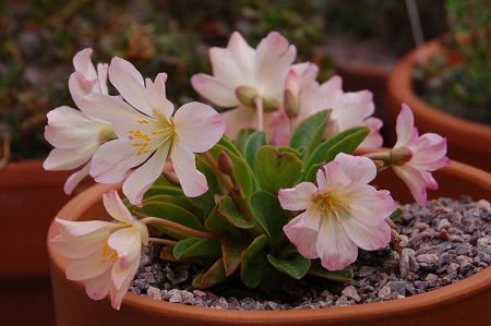 Lewisia TWEEDYI или Левизия Твида