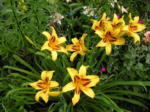 Hemerocallis BONANZA или Лилейник Бонанза