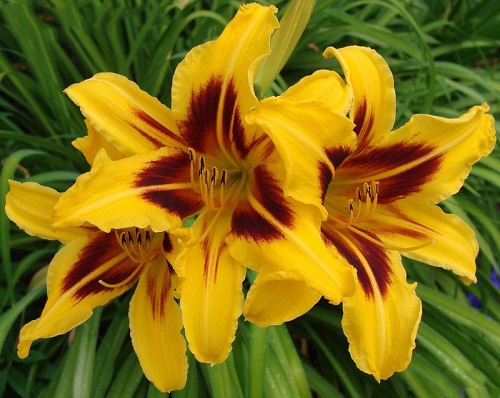 Hemerocallis BONANZA или Лилейник Бонанза