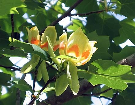 Liriodendron TULIPIFERA или Лиpиодендpон Тюльпановый 