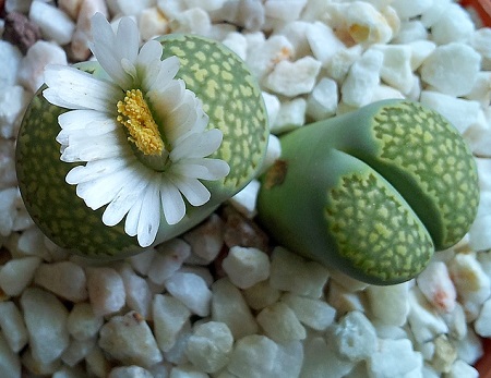 Lithops JULII v ssp Fullergreen или Литопс Юлиуса