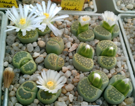 Lithops JULII v ssp Fullergreen или Литопс Юлиуса