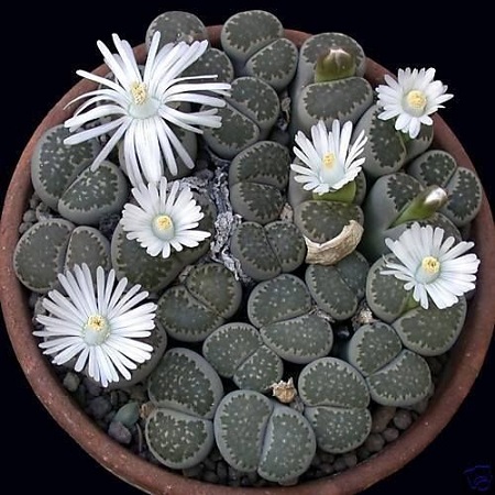 Lithops SALICOLA или Литопс Солерос