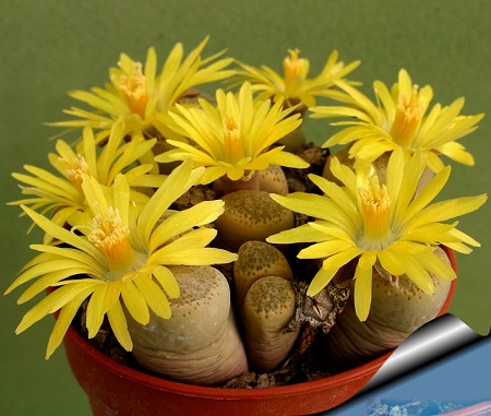 Lithops LOCALIS v Terricolor или Литопс Земляной 