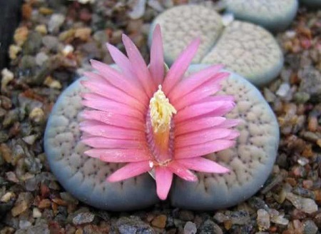 Lithops VERRUCULOSA